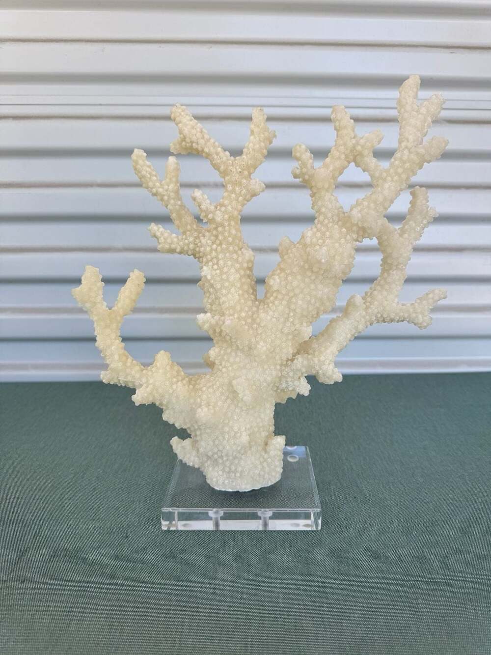 Coastal Decor Faux Coral Sculpture Acrylic Base